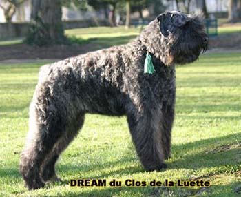 DREAM © Elevage de bouviers des flandres du Clos de la Luette specialisé pour le bouvier des flandres Copyrigth depose